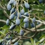 میوه هلیله سیاه