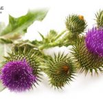 خواص گیاه بابا آدم