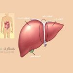 تقسیم سازی کبد