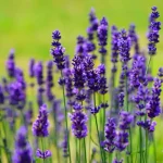 خواص اسطوخودوس