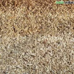 تخم کتان پرنده